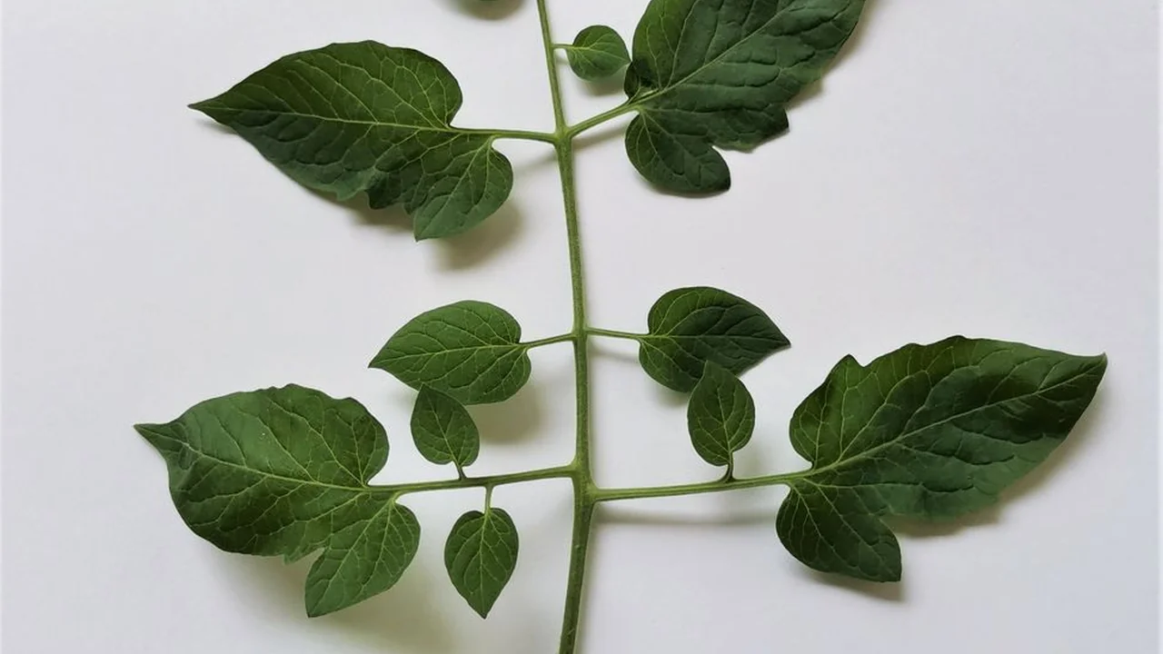 www菠萝蜜水蜜桃访问与使用指南常见问题及注意事项