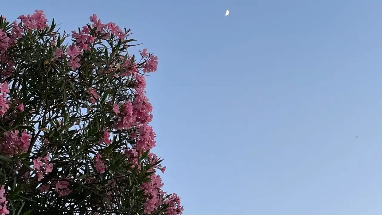 李佩霖头像