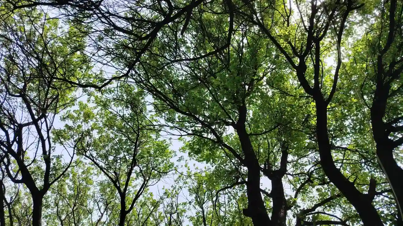 韩淑芬头像