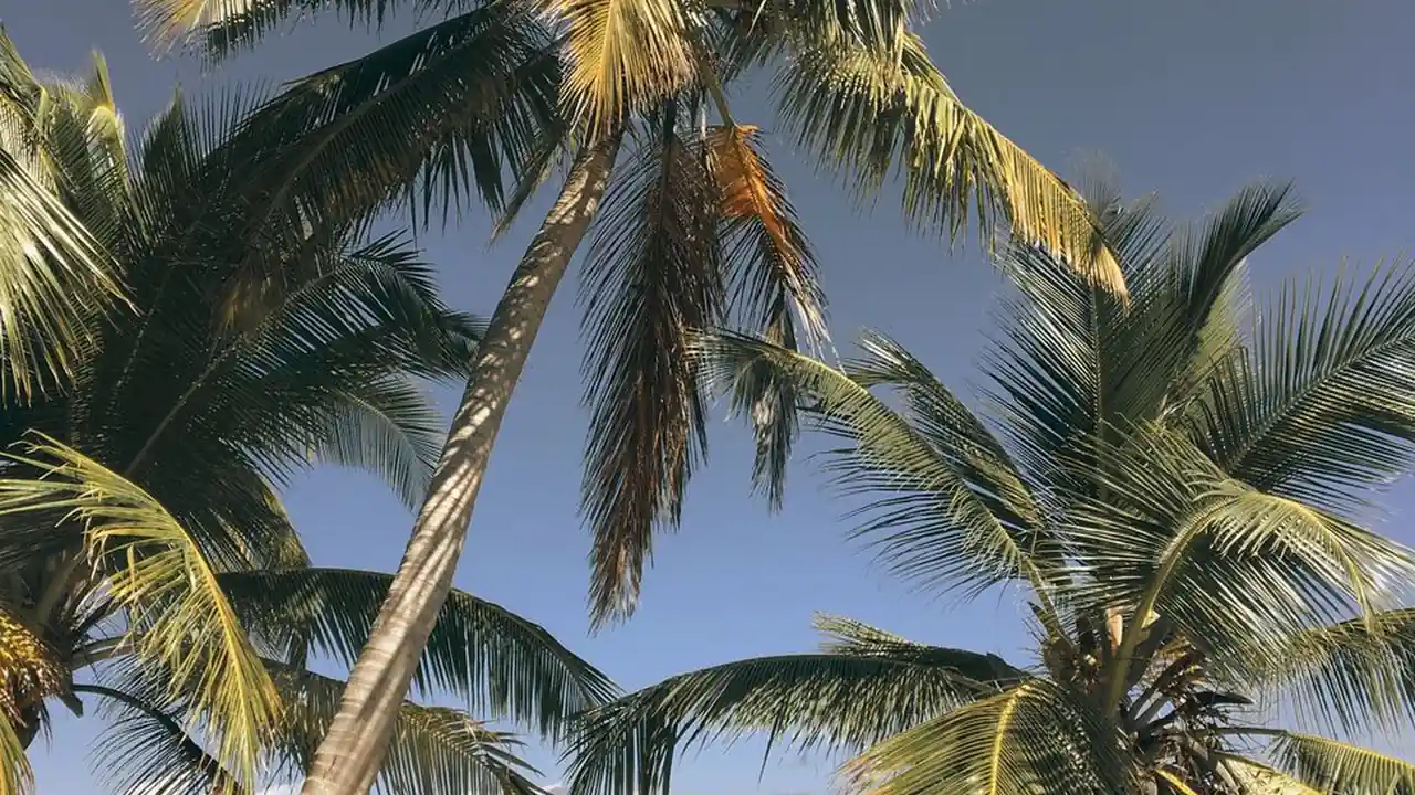 几几寒桃子里免费观看的常见渠道与注意事项